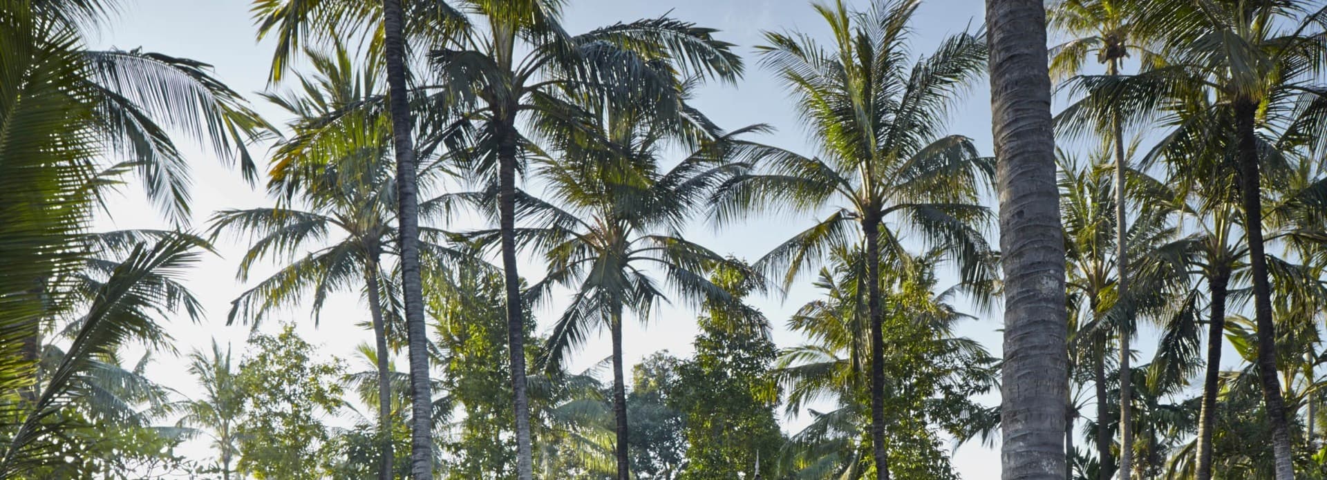 Bali’s Cultural Calendar - Tumpek Wariga.jpg