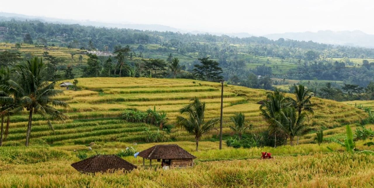 Rice Terrace Splendour.jpg