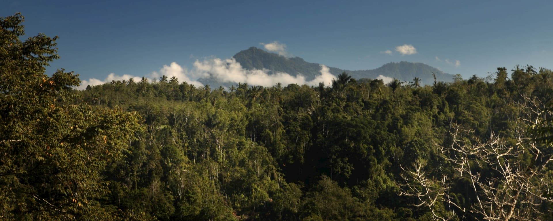 The Story of Ubud.jpg